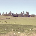 Brannan